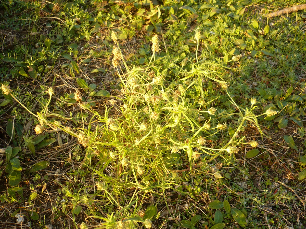 Plantago arenaria (Plantaginaceae)